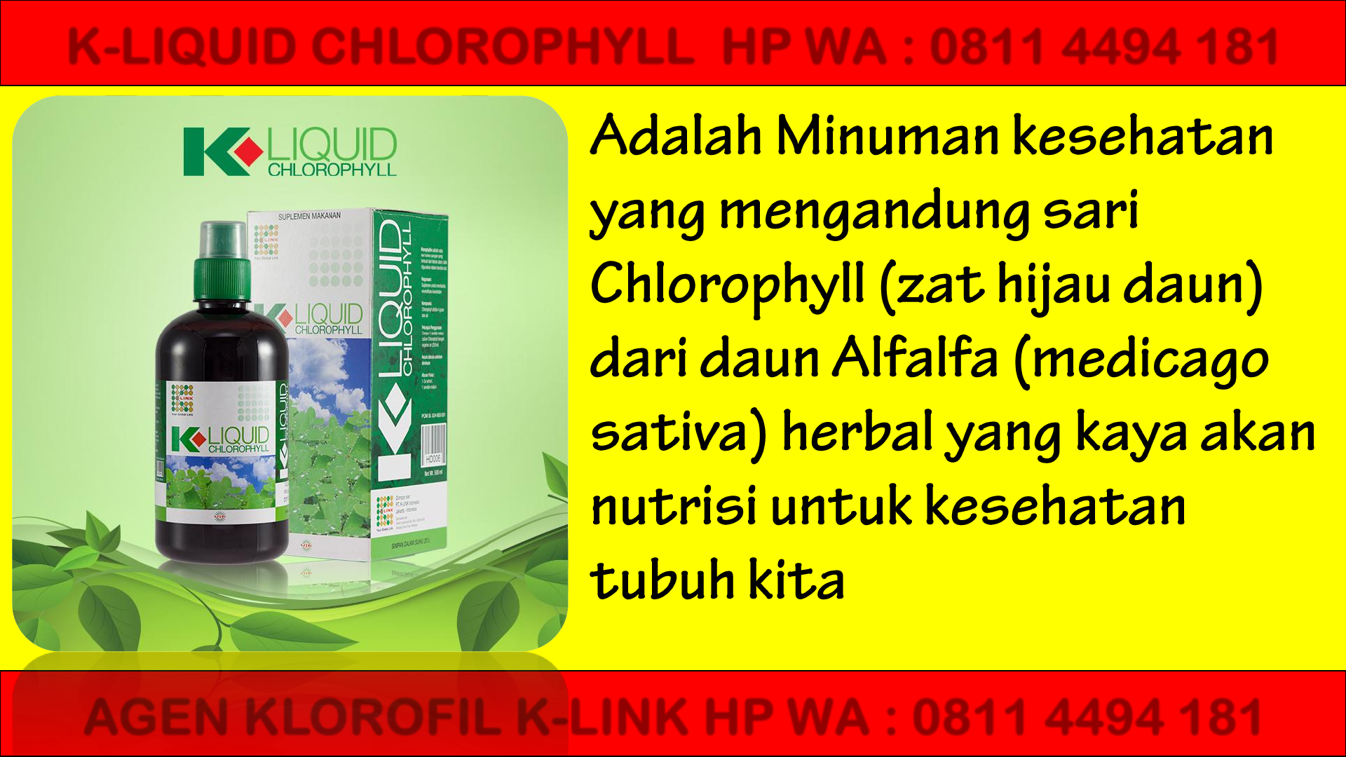 Cara minum chlorophyll